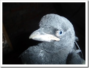 Dohlen (17 von 24) Dohlen (17 von 24)