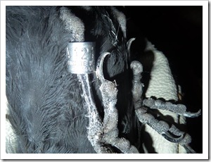 Dohlen (19 von 24) Dohlen (19 von 24)