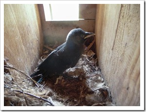 Dohlen (23 von 24) Dohlen (23 von 24)