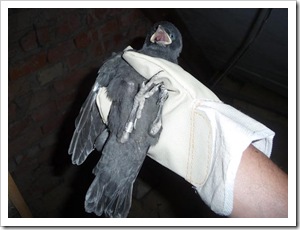 Dohlen (9 von 24) Dohlen (9 von 24)