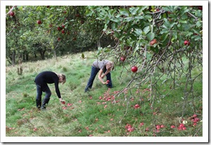 Apfelernte (17 von 26) Apfelernte (17 von 26)