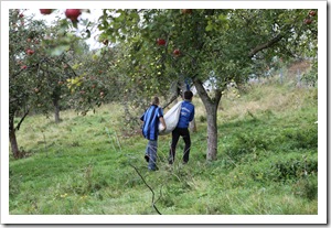 Apfelernte (19 von 26) Apfelernte (19 von 26)