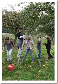 Apfelernte (3 von 26) Apfelernte (3 von 26)