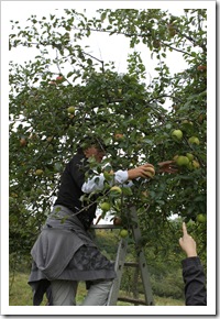 Apfelernte (9 von 26) Apfelernte (9 von 26)