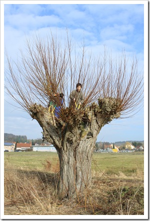 Korbweiden (5 von 11)