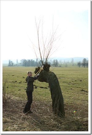 Korbweiden (6 von 11)