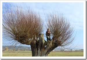 Korbweiden (8 von 11)